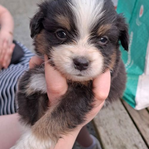 Chiot berger américain à réserver #4