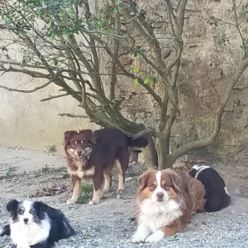 Chiot berger américain à réserver #7