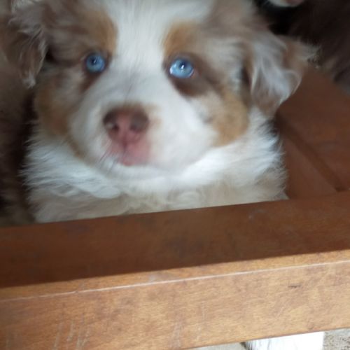 Chiot berger américain à réserver #8