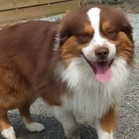 Chiot berger américain à réserver #1