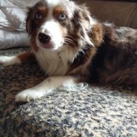 Chiot berger américain à réserver #2