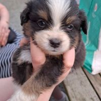 Chiot berger américain à réserver #4