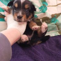 Chiot berger américain à réserver #5