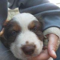 Chiot berger américain à réserver #6