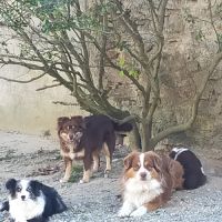 Chiot berger américain à réserver #7