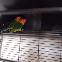 Jeune couple d inséparables de fischer