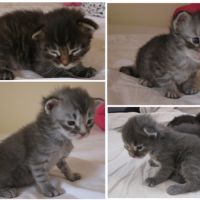 Chaton maine coon loof à réserver