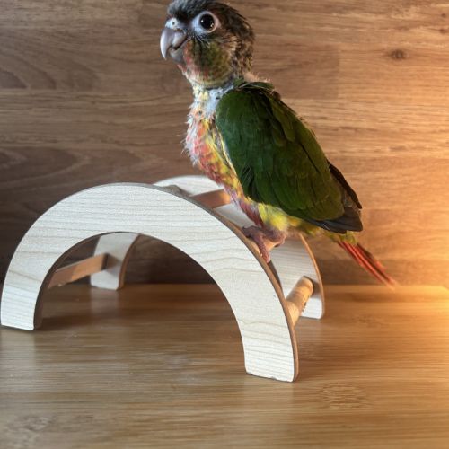 Pyrrhura conure #3