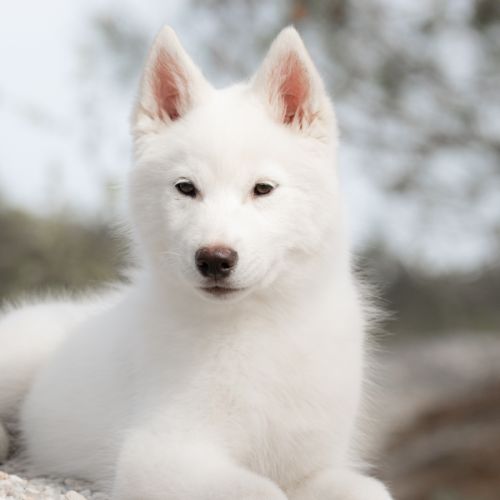 Chiot husky lof - parents testés #4
