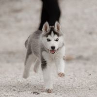 Chiot husky lof - parents testés