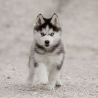 Chiot husky lof - parents testés #3