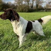 Deux petits mâles münsterlander