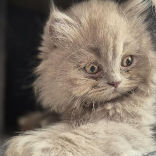 Chatons highland straight #1