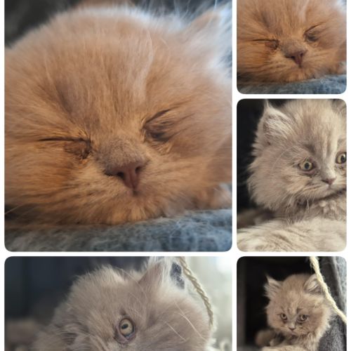 Chatons highland straight #3