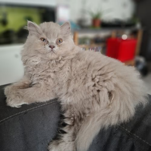 Chatons highland straight #6