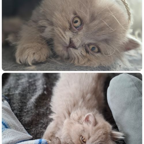 Chatons highland straight #9