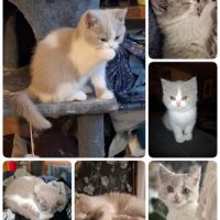 Chatons highland straight #2