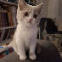 Chatons highland straight #4