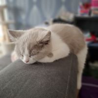 Chatons highland straight #5