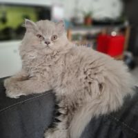 Chatons highland straight #6