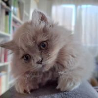 Chatons highland straight #0