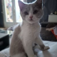 Chatons highland straight #8