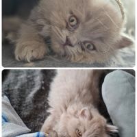 Chatons highland straight #9