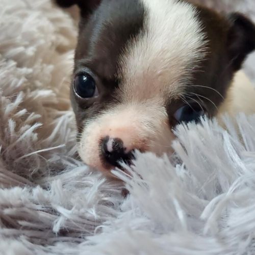 2 superbes petites chihuahuas caille #2