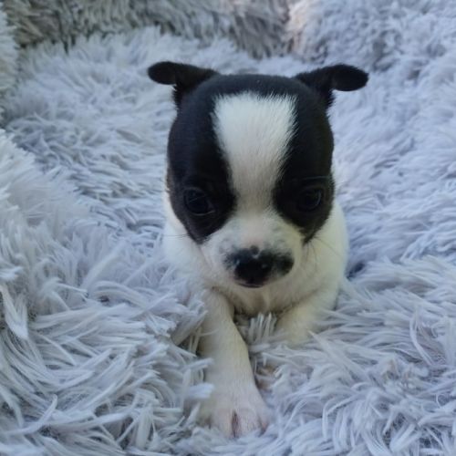 2 superbes petites chihuahuas caille #4