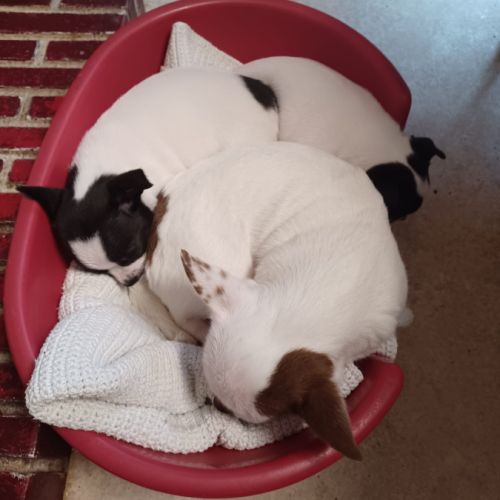 2 superbes petites chihuahuas caille #6