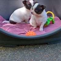 2 superbes petites chihuahuas caille #1