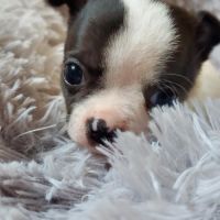 2 superbes petites chihuahuas caille #2