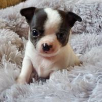 2 superbes petites chihuahuas caille