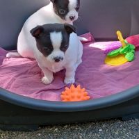 2 superbes petites chihuahuas caille #5