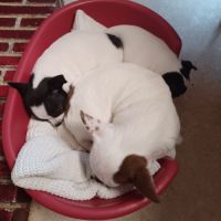 2 superbes petites chihuahuas caille #6