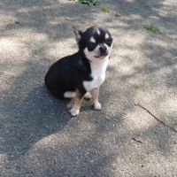 2 superbes petites chihuahuas caille #7