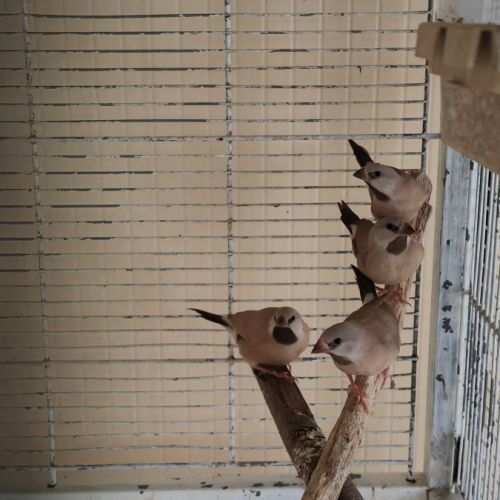 Bavette longue queue #2