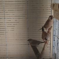 Bavette longue queue