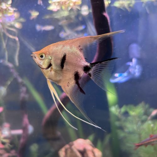 Donne à titre gracieux poissons d'eau douce #1