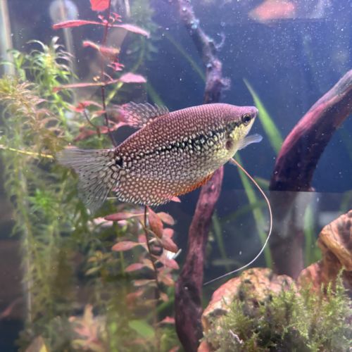 Donne à titre gracieux poissons d'eau douce #2