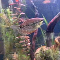 Donne à titre gracieux poissons d'eau douce #2