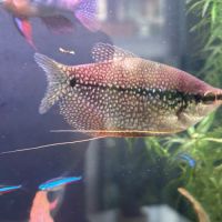 Donne à titre gracieux poissons d'eau douce #0