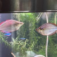 Donne à titre gracieux poissons d'eau douce #4