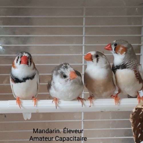 Oiseaux exotiques #1