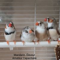 Oiseaux exotiques #1