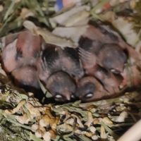 Oiseaux exotiques #0