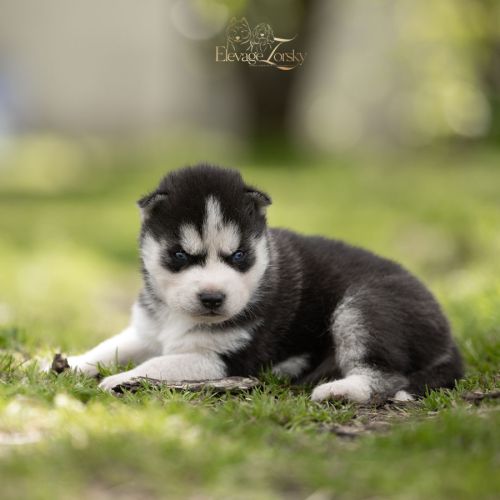 Husky sibérien lof, parents testés #1