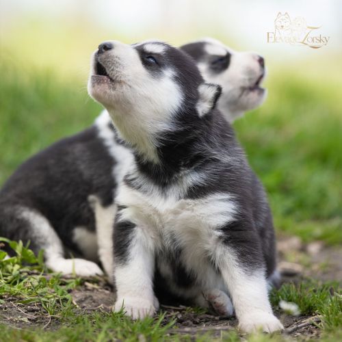 Husky sibérien lof, parents testés #3