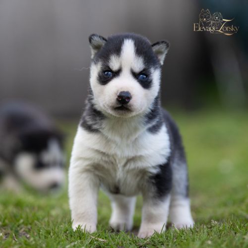 Husky sibérien lof, parents testés #4