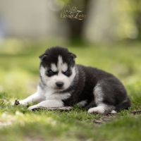 Husky sibérien lof, parents testés #1